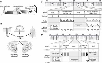 Disinhibition of Human Primary Somatosensory Cortex After Median Nerve Transection and Reinnervation